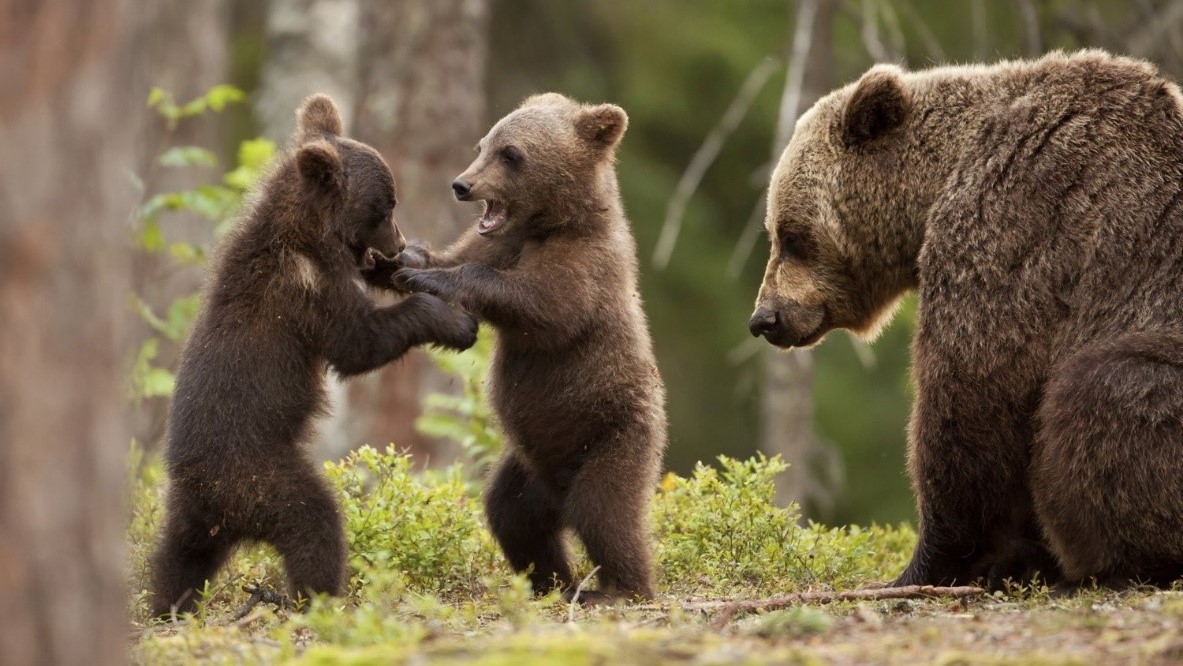 Featured image for “Ali ste že srečali medveda?”