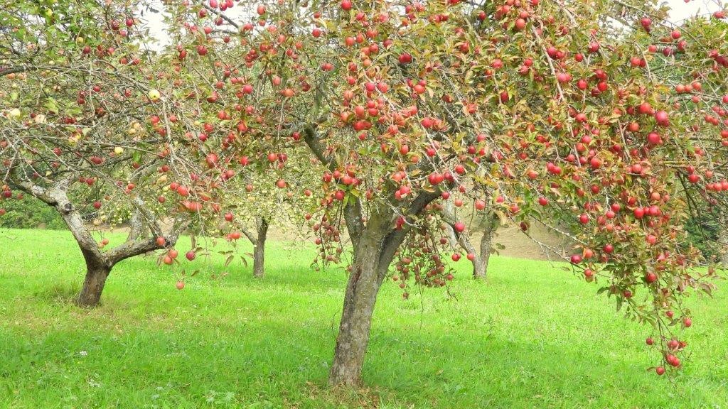 Featured image for “Ekološko pridelano sadje in izdelki”